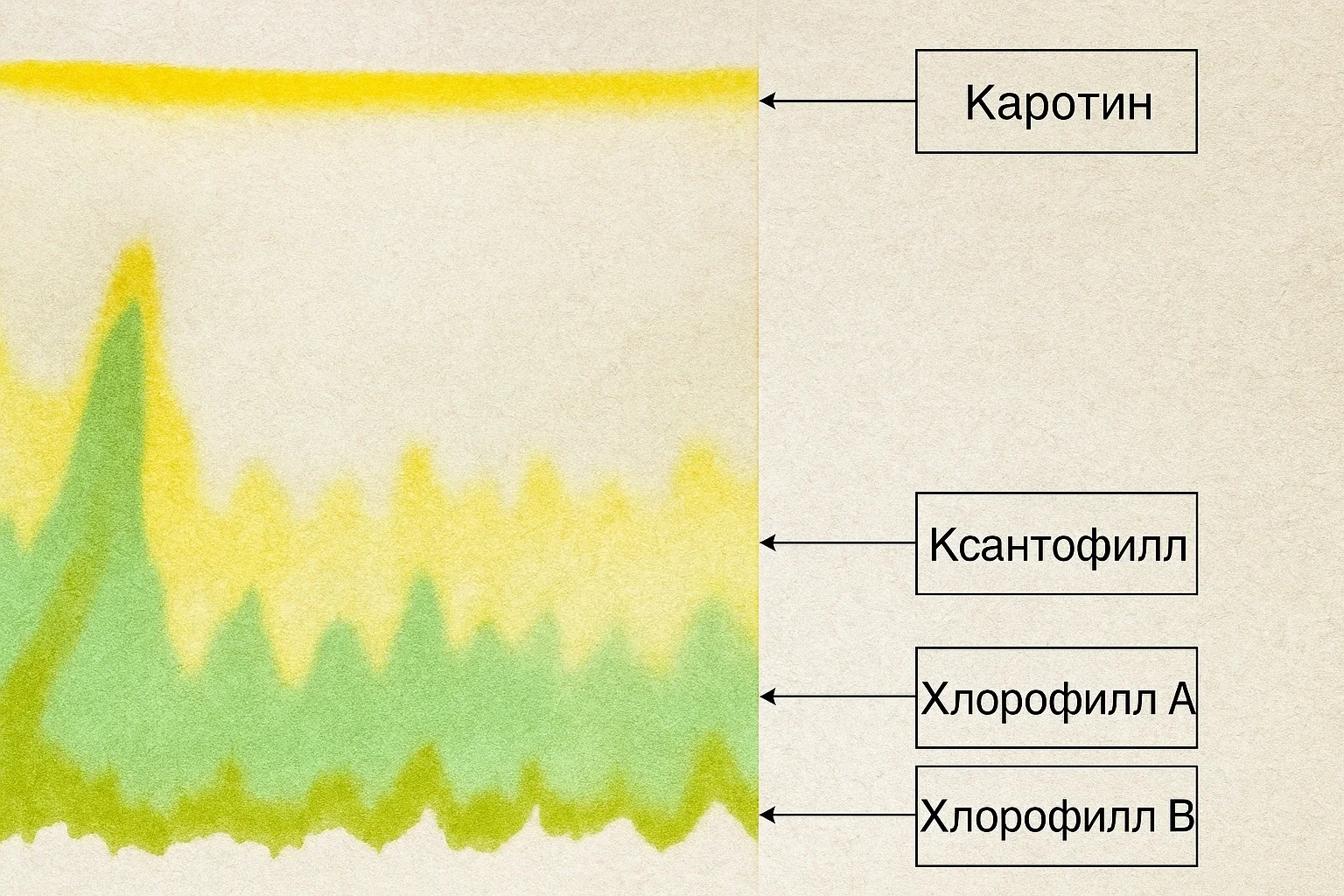 Бумажная хроматография